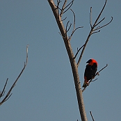 "Southern Red Bishop" Anura, South Africa